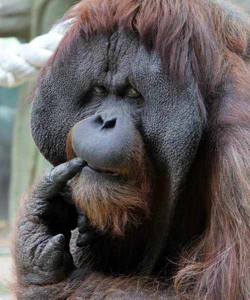 Porträt eines erwachsenen männlichen Orang-Utans im Zoo — Stockfoto