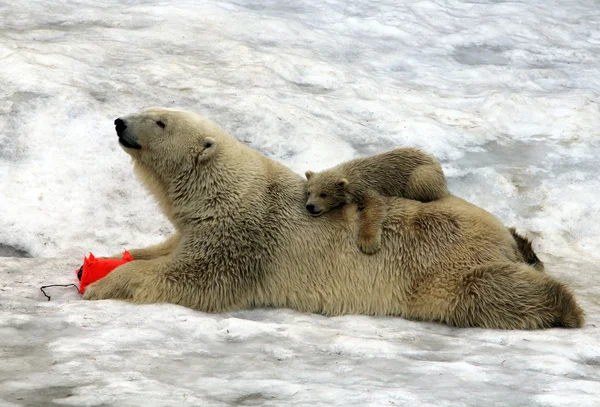 Полярний ведмідь (Урсус марнославний) з дитиною на спині — стокове фото