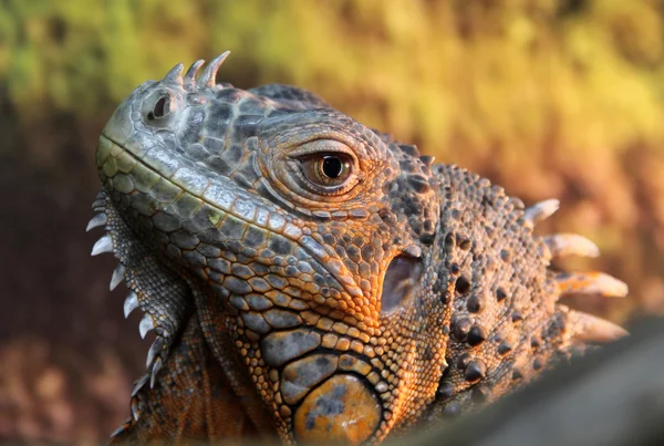 Portrait of iguana lizard — Stock Photo, Image