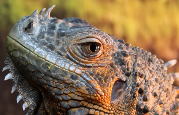 Portrait of iguana lizard — Stock Photo, Image