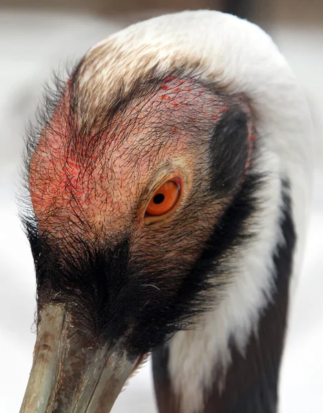 Nahaufnahme Porträt des Weißnappenkranichs (grus vipio)) — Stockfoto