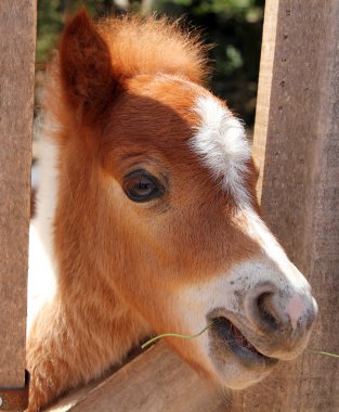 Retrato de caballo en miniatura