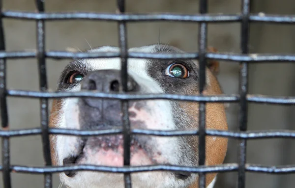 Porträtt av American Staffordshire Terrier i en bur — Stockfoto