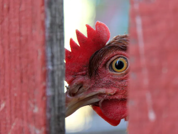 Poulet regardant par derrière une clôture — Photo