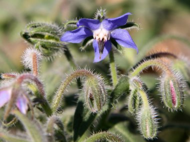 Hodan çiçekler (Borago officinalis)
