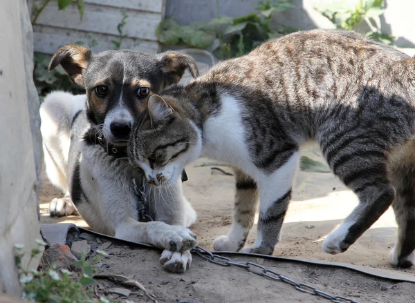 Hund och katt tillsammans — Stockfoto