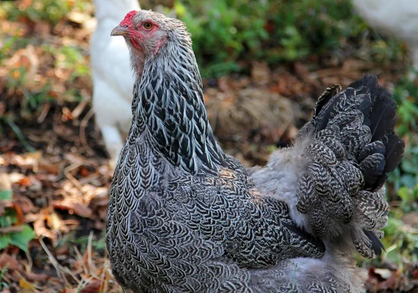 Portrait de poulet noir et blanc bigarré — Photo
