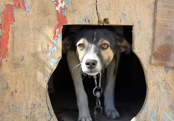 Rädd liten hund i en bur — Stockfoto