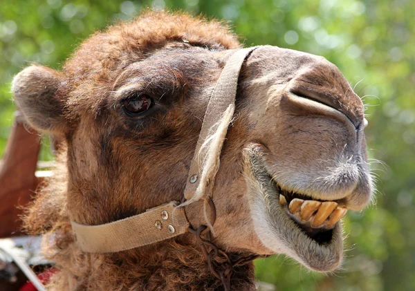 Porträtt av leende kamel — Stockfoto