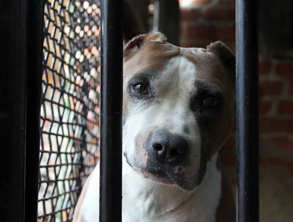 Retrato de American Staffordshire Terrier em uma gaiola — Fotografia de Stock