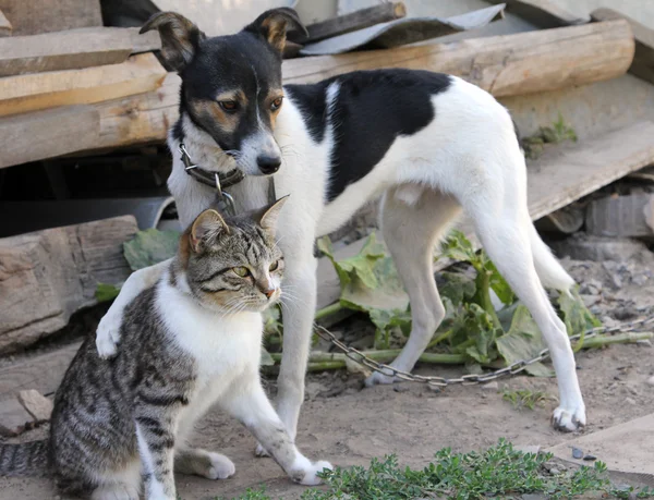 Cão e gato juntos — Fotografia de Stock