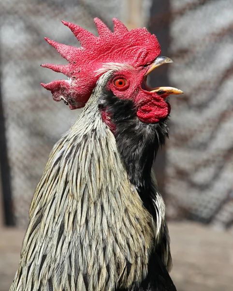 Portrait of crowing rooster — Stock Photo, Image
