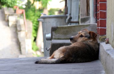 Evsiz köpek sokakta yalan