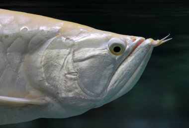 Gümüş arowana balığı (Osteoglossum bicirrhosum portresi)