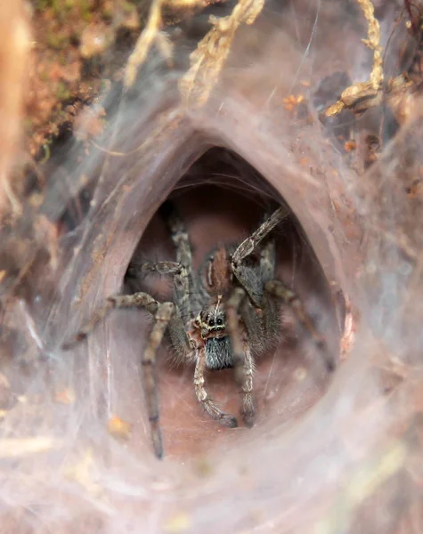 Tarantula στην είσοδο λαγούμι του — Φωτογραφία Αρχείου