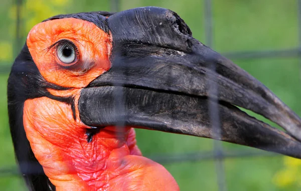Porträt des Südlichen Erdhornvogels (bucorvus leadbeateri oder bu — Stockfoto