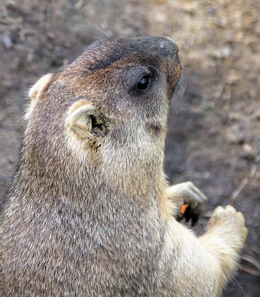 Ritratto di marmotta — Foto Stock