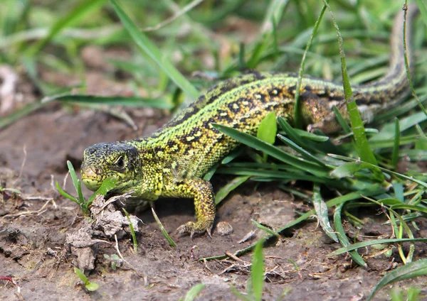 Male sand lizard (Lacerta agilis) on the ground — Stock Photo, Image