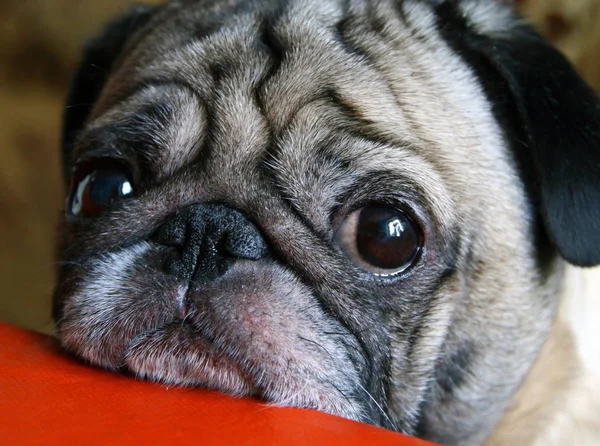 Masada oturan üzgün gözlerle pug