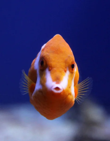Lågan eller vit preskriberats boxfish (Anoplocapros lenticularis) — Stockfoto