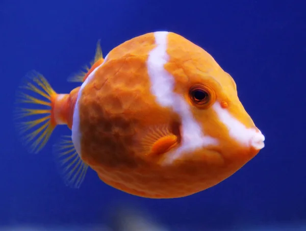 Pesce spada o barrato bianco (Anoplocapros lenticularis ) — Foto Stock