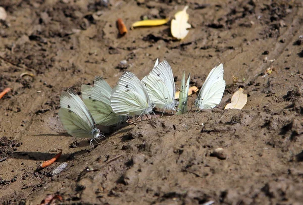 Cabbage or Large White butterflies (Pieris brassicae) sitting on — Stock Photo, Image