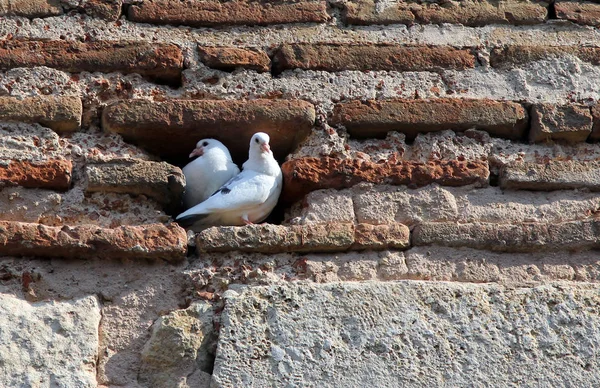 Bir yuvaya tuğla duvarın iki beyaz güvercinler — Stok fotoğraf