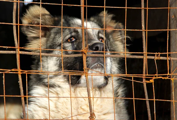 Young Central Asian Shepherd Dog in a cage