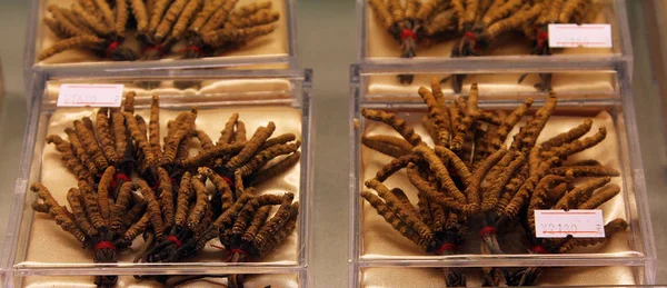 Cordyceps (Ophiocordyceps sinensis) - famous ingredient of tradi — Stock Photo, Image
