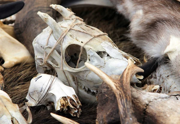 Keçi kafatası esnaf fuarında