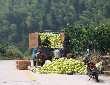 Yongding, Fujian, Çin - 22 Ekim 2009: Çinli Çiftçi hasat olgun pomelo arabaya yükleme