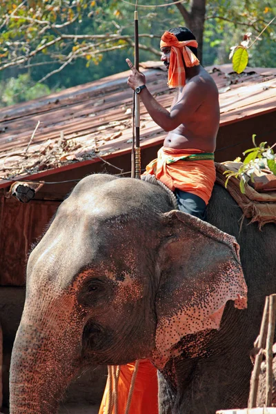 GOA, INDIA - FEB 19, 2008: Indian man riding an elephant. Elephant - a symbol of positive character - is used in Asia as a supreme royal animal and is highly regarded for the mind and trick