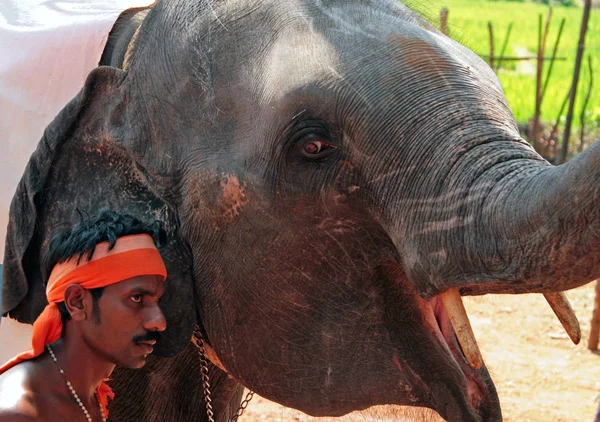 GOA, INDIA - FEB 19, 2008: Indian man with trained elephant