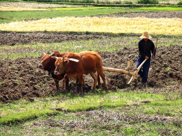 DALI, KUNMING PROVINCE, CHINA - APR 10, 2006: Chinese farmer plowing a field with a wooden plow and harness of buffaloes — Stock Photo, Image