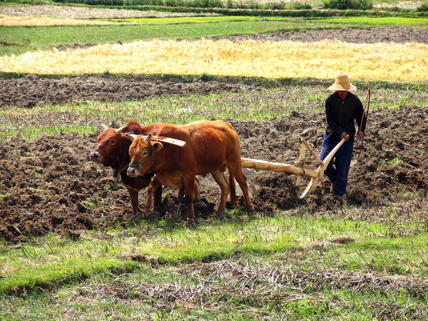 DALI, KUNMING PROVINCE, CHINA - APR 10, 2006: Chinese farmer plowing a field with a wooden plow and harness of buffaloes