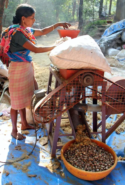 ГОА, ИНДИЯ - FEB 7, 2014: Индийская женщина с помощью специальной машины чистит орехи бетель пальмы (Areca catechu). Орех арека очень популярен для жевания во всех азиатских странах — стоковое фото
