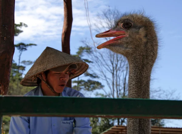 DA LAT, VIETNAM - 15 de febrero de 2009: Un vietnamita cantando una canción y un avestruz haciéndole eco —  Fotos de Stock