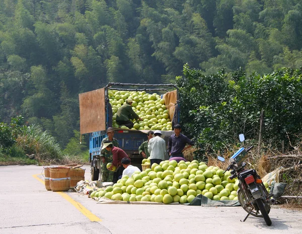 Yongding, Fujian, Kína - október 22, 2009: A kínai gazdálkodók termése érett pomelo betöltése az autó — Stock Fotó