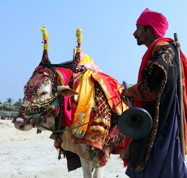 GOA, INDIA  FEB 7, 2014: Indian man with holy indian cow decorated with colorful cloth and jewelry on the beach of South Goa — Stock Photo, Image