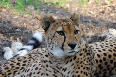 Asya grou üzerinde dinlenme Cheetah (Acinonyx jubatus venaticus)