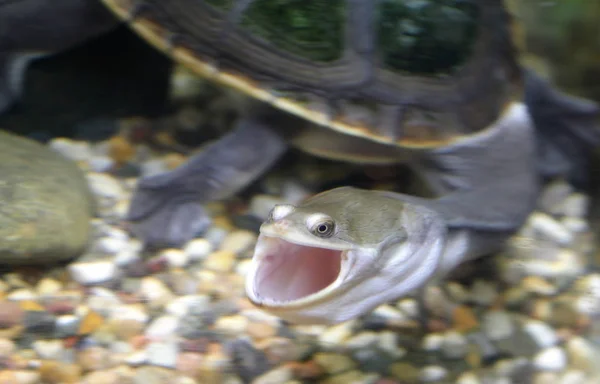 Черепаха со змеиной шеей (Chelidae) в воде во время охоты на фис — стоковое фото
