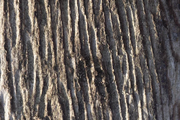 Кора Дерева Солнечном Свете — стоковое фото