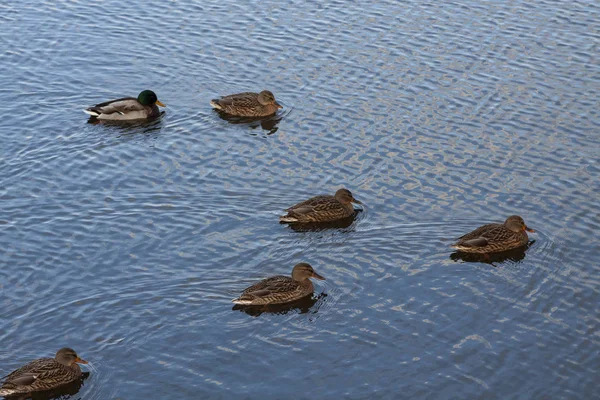 Wildenten Auf Dem See — Stockfoto