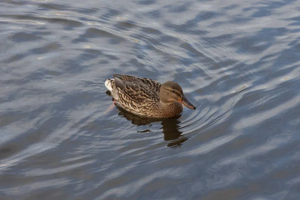 Wild Duck Sweaming Lake — Stock Photo, Image