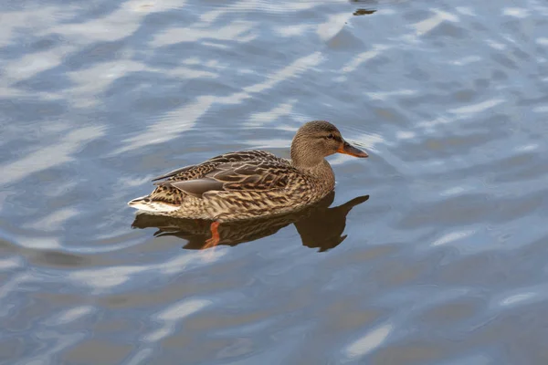 Ördek gölde kükrüyor. 