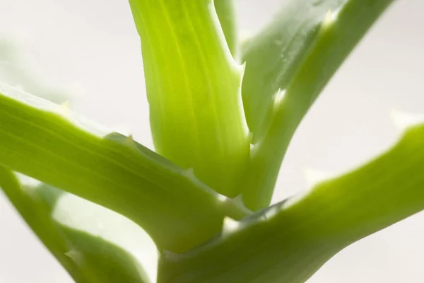 Taze yeşil aloe yaprakları