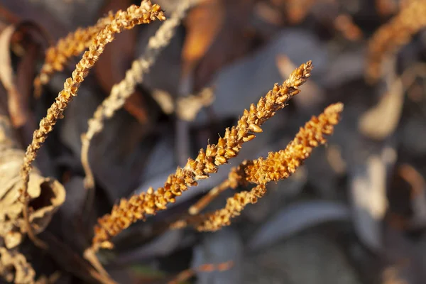 Güneş ışığında kuru çimen dalları