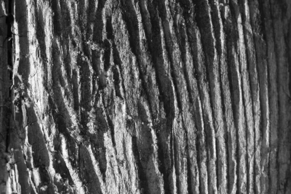Die Baumrinde Schwarz Weißen Farben — Stockfoto