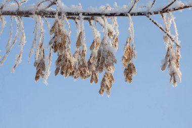 Asılan akçaağaç tohumları karla kaplı