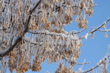 Kuru akçaağaç tohumları karla kaplı
